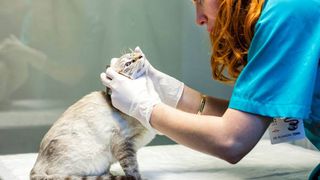 O femeie a murit după ce a fost zgâriată ușor de propria pisică. Ce greșeală a făcut 