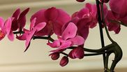Cum îngrijim orhideele. Sfaturi utile!