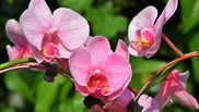 Cum îngrijim orhideele.
