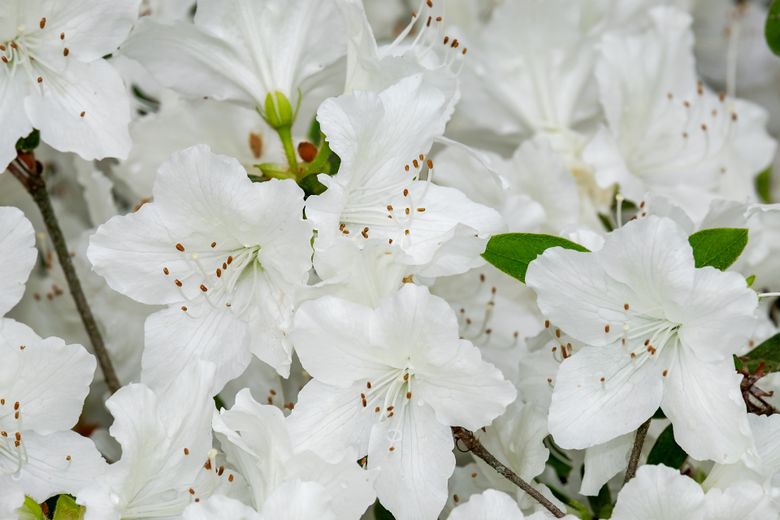 Azalea – cum întreții o floare pretențioasă! Azalea – cum întreții o floare pretențioasă!