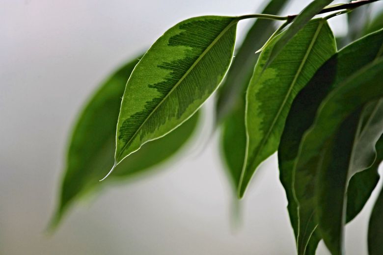 Totul despre ficus. Cum să crești un arbore sănătos! 