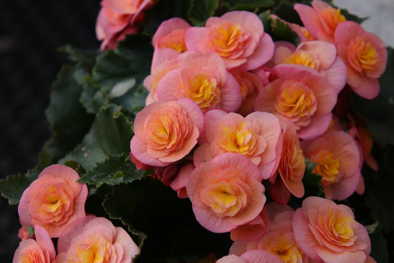 Begonia &ndash; sfaturi pentru o creștere armonioasă!