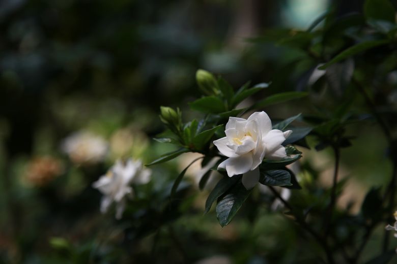 De ce are nevoie Gardenia ca să prospere?