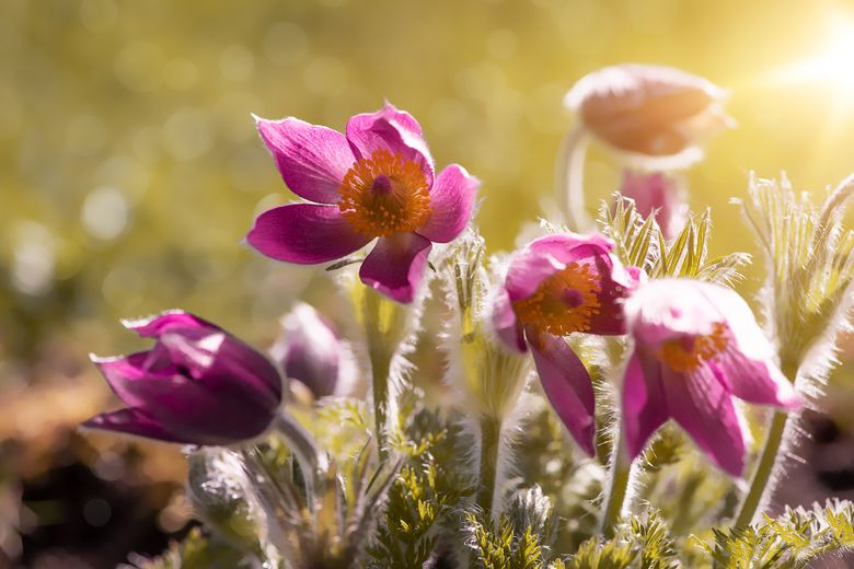 Sunt atât de frumoase încât putem scrie povesti despre ele. Totul despre anemone!