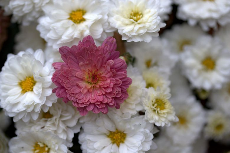 Ghidul tău pentru îngrijirea florilor de toamnă. Află totul aici! Ghidul tău pentru îngrijirea florilor de toamnă. Află totul aici!