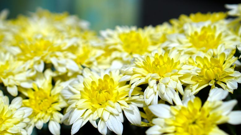 Sfaturi pentru &icirc;ngrijirea tufănelelor, florile de toamnă 