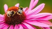 Echinacea: planta care întărește sistemul imunitar