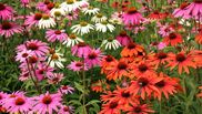 Echinacea: planta care întărește sistemul imunitar