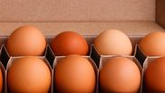 carton de ouă