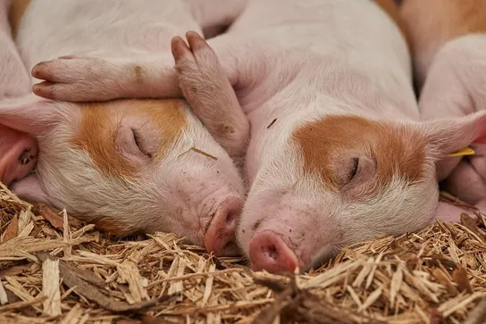 coronavirus porci