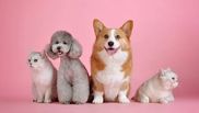 animale de companie testate pentru covid 19