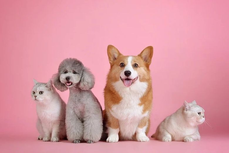 animale de companie testate pentru covid 19