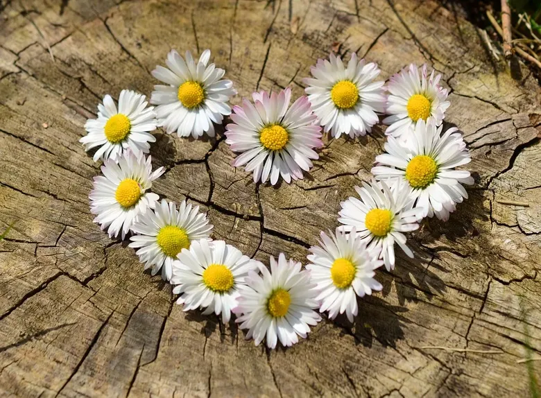 Idei de mesaje frumoase pe care să le trimiți sărbătoriților de Florii Idei de mesaje frumoase pe care să le trimiți de Florii sărbătoriților