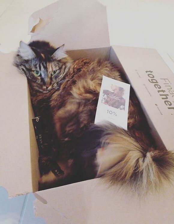 cutie de carton pentru pisica