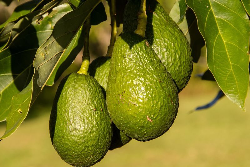 masti de par pe baza de avocado