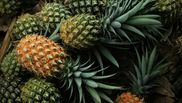 ananas beneficii