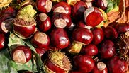 fructele si legumele lunii noiembrie