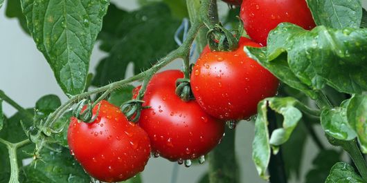 Cum să consumi roşiile pentru a avea o piele superbă
