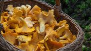 cat timp se fierb ciupercile pentru salata