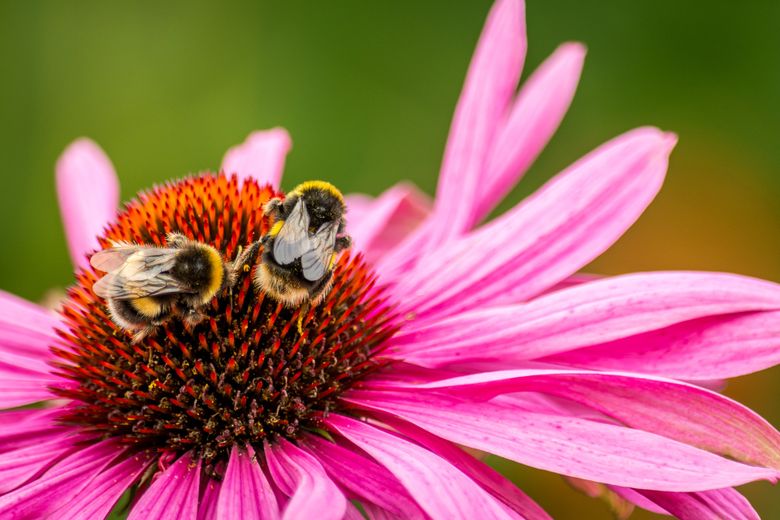 Echinacea: planta care întărește sistemul imunitar Echinacea: planta care întărește sistemul imunitar