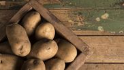 Păstrarea cartofilor în apartament