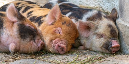 DESCOPERĂ: Ce înseamnă când visezi porci