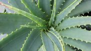 la ce ajuta aloe vera