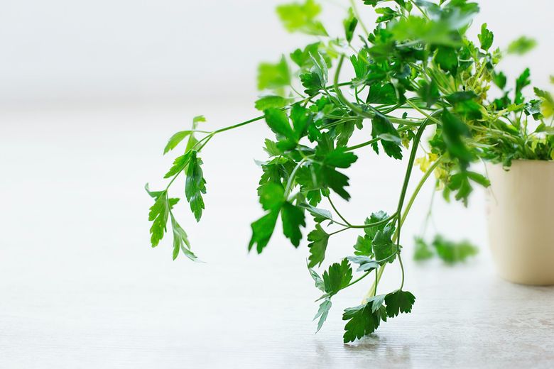 Ce plante aromatice poți crește în bucătărie Ce plante aromatice poți crește în bucătărie