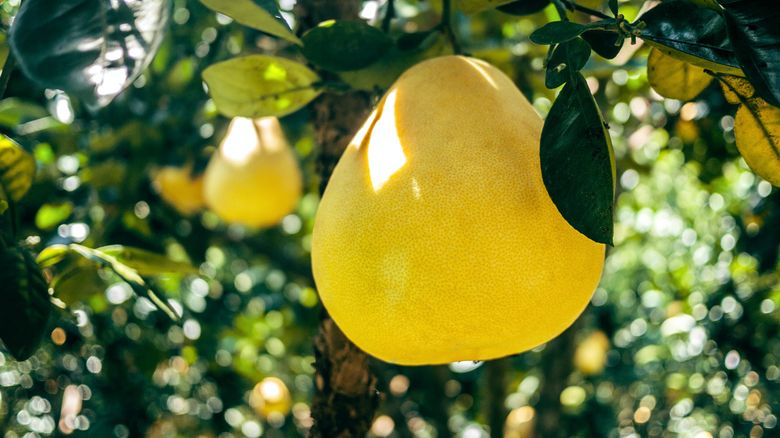 la ce este bun pomelo