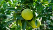 meniu dieta cu pomelo