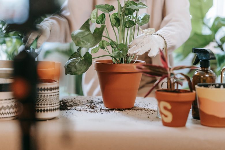 Plantele care aduc bunastare si energii pozitive in casa