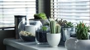 Plantele care aduc bunastare si energii pozitive in casa