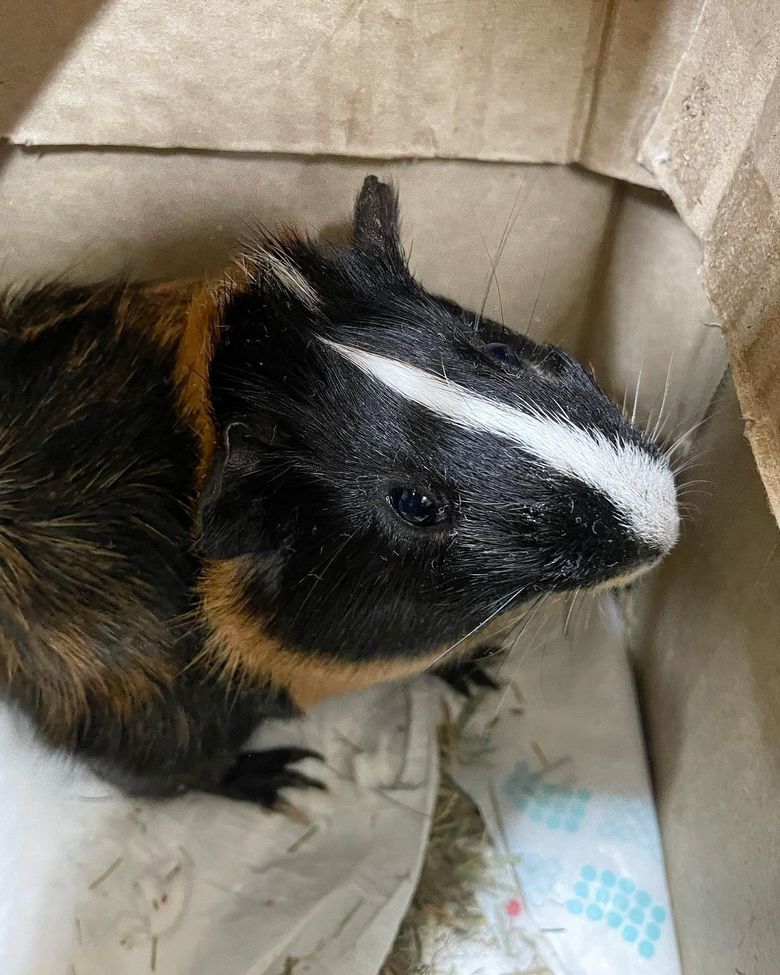 O fetiță refugiată din Ucraina i-a lăsat un mesaj sfâșietor unei românce după ce i-a lăsat animalul de companie în grijă: „Atâta durere nu am simțit”