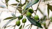 obiceiuri de florii