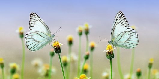 Horoscop Baba Vanga. Zodiile care vor avea belșug și noroc pe toate planurile în următorii cinci ani
