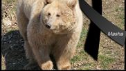 Ursoaica Masha