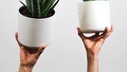 Plante care purifica aerul