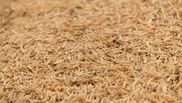 Cura cu tarate de psyllium