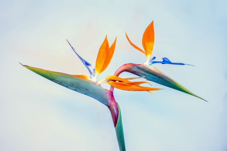 ce floare sunt in functie de ziua de nastere