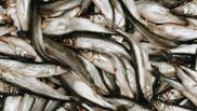 Cât costă o porție de hamsii la mare, în 2022