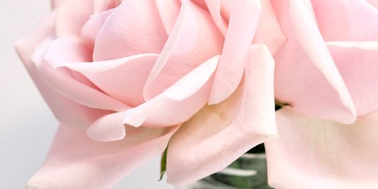 Ponturi utile pentru creșterea trandafirilor