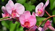 Cum ingrijim orhideele: cele mai bune sfaturi