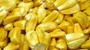 Jackfruit