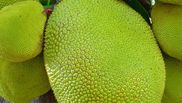 Jackfruit