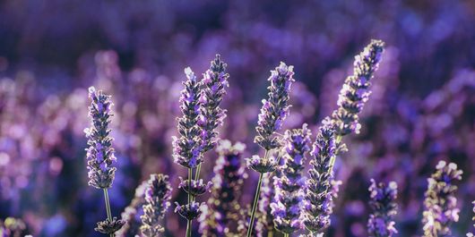 Când se plantează lavanda