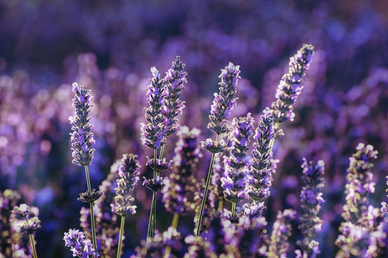 cand se planteaza lavanda