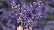 lavanda beneficii