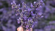 lavanda beneficii