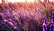 ulei de lavanda