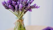 cum se planteaza lavanda